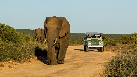 Addo Elephant National Park - Safari and Accommodation Guide