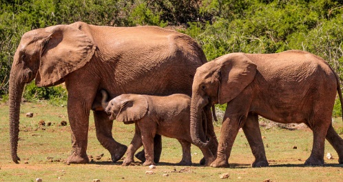 Addo Elephant Park Safari Lodges