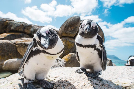 African penguins at Boulders Beach - Cape Town Tourism