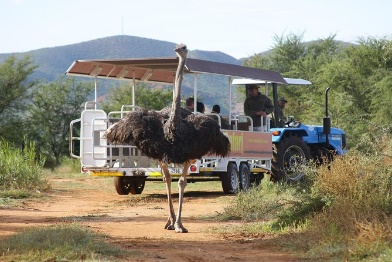 Safari Ostrich Farm Tractor Tour the only Tractor Safari in Oudtshoorn 2023 - Western Cape - Viator